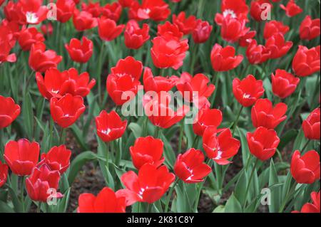 Rouge à base blanche tulipes de tulipe (Tulipa) Strawberry Ice Bloom dans un jardin en avril Banque D'Images