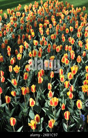 Tulipes Kaufmanniana rouge et jaune (Tulipa) Stresa fleurit dans un jardin en avril Banque D'Images