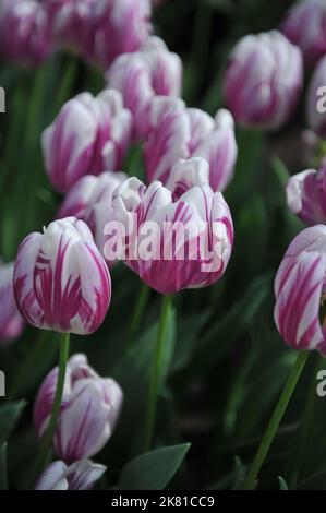 Tulipes triumph blanc et violet (Tulipa) à rayures drapeau fleurissent dans un jardin en avril Banque D'Images