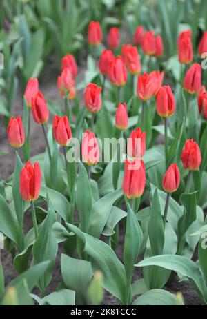 Tulipes de Triumph rouge (Tulipa) forte floraison de feu dans un jardin en mars Banque D'Images