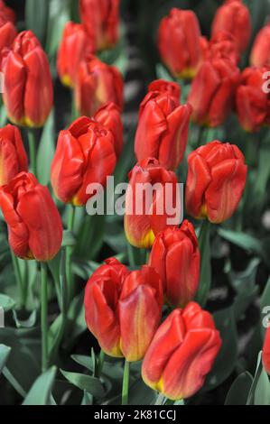 Tulipes de Triumph rouge (Tulipa) forte floraison de feu dans un jardin en avril Banque D'Images