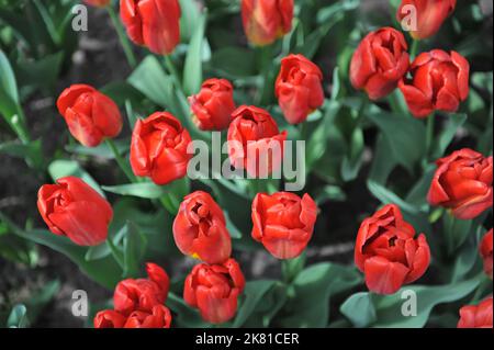 Tulipes de Triumph rouge (Tulipa) forte floraison de feu dans un jardin en avril Banque D'Images