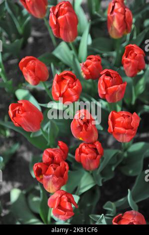 Tulipes de Triumph rouge (Tulipa) forte floraison de feu dans un jardin en avril Banque D'Images