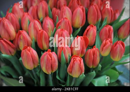 Un bouquet de tulipes rouges (Tulipa) feu fort dans un jardin en avril Banque D'Images