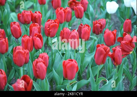 Tulipes de Triumph rouge (Tulipa) forte fleur d'amour dans un jardin en avril Banque D'Images