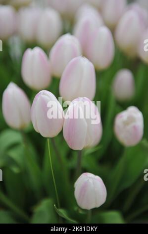 Tulipes blanches et lilas (Tulipa) drapeau du sucre fleurissent dans un jardin en avril Banque D'Images