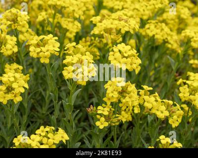 Arbre jaune fleurs de lin dans un jardin Banque D'Images