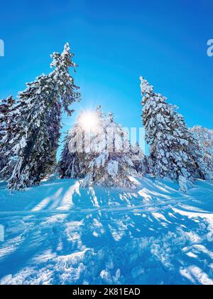 La lumière du soleil traverse des branches enneigées de pins conifères et de sapins éververts à la montagne Zlatibor en hiver avec le ciel comme espace de copie Banque D'Images