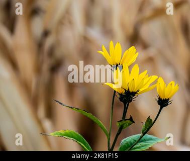Gros plan d'une plante de tournesol sauvage qui pousse sur le côté d'une route par temps froid en octobre avec un champ de maïs flou en arrière-plan. Banque D'Images