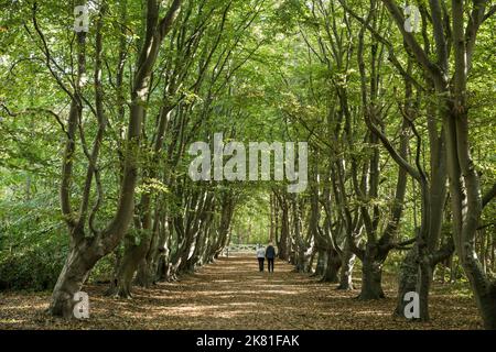 Europe, pays-Bas, ruelle de hêtre à la réserve naturelle de Manteling près d'Oostkapelle sur la péninsule de Walcheren. Europa, Niederlande, Buchenallee im N Banque D'Images