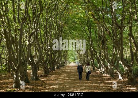 Europe, pays-Bas, ruelle de hêtre à la réserve naturelle de Manteling près d'Oostkapelle sur la péninsule de Walcheren. Europa, Niederlande, Buchenallee im N Banque D'Images