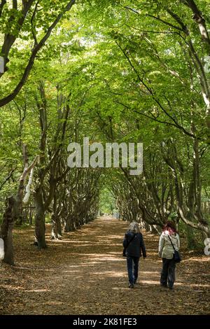 Europe, pays-Bas, ruelle de hêtre à la réserve naturelle de Manteling près d'Oostkapelle sur la péninsule de Walcheren. Europa, Niederlande, Buchenallee im N Banque D'Images