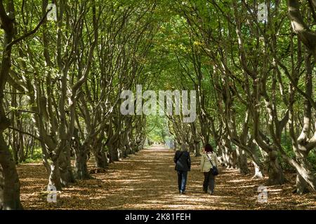 Europe, pays-Bas, ruelle de hêtre à la réserve naturelle de Manteling près d'Oostkapelle sur la péninsule de Walcheren. Europa, Niederlande, Buchenallee im N Banque D'Images