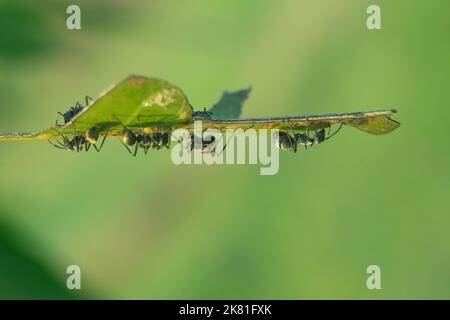 photo macro sélective d'une colonie ant perchée sur une feuille Banque D'Images