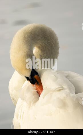 Les Cygnes muets sont l'un des plus grands oiseaux volant résidant au Royaume-Uni. Ils sont méticuleux gardant leur plumage élégant en état de haut avec le préening Banque D'Images