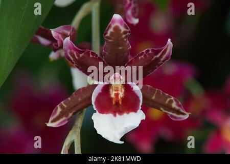 Kew Gardens Orchid Festival 2022 Banque D'Images