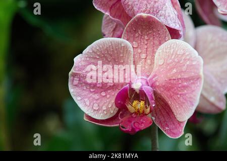Kew Gardens Orchid Festival 2022 Banque D'Images