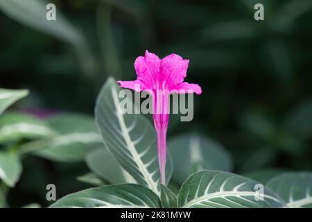 Kew Gardens Orchid Festival 2022 Banque D'Images