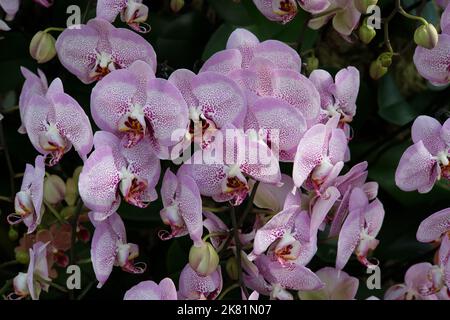 Kew Gardens Orchid Festival 2022 Banque D'Images