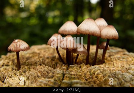 Gros plan de tabourets sauvages, probablement le Bonnet de Burgundydrop (Mycena haematopus), également connu sous le nom de Bleeding Mycena, croissant sur le dessus d'un poteau en bois Banque D'Images