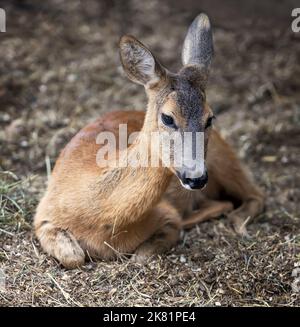 Les jeunes roe deers reposent sur le sol Banque D'Images