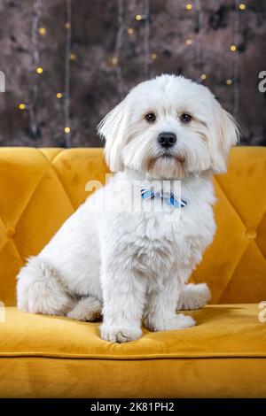 Joli bichon bichon havanais chien studio tourné Banque D'Images