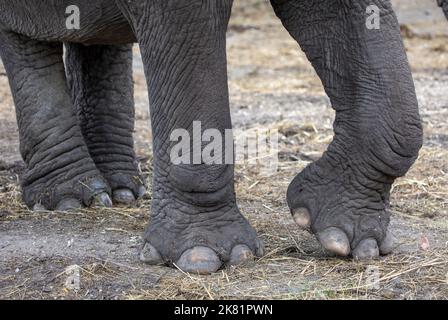 Détail des pieds éléphant à l'extérieur Banque D'Images