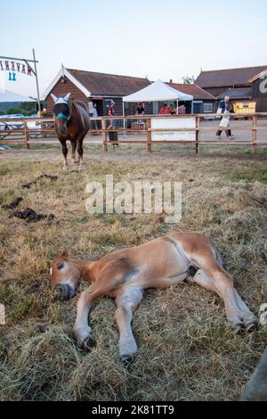 Un jeune Suffolk Punch colt au festival de musique Maverick Americana 2018 à Easton Farm Park, dans la région rurale de Suffolk, au Royaume-Uni. Banque D'Images