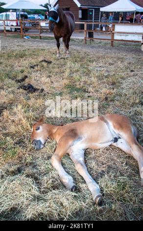 Un jeune Suffolk Punch colt au festival de musique Maverick Americana 2018 à Easton Farm Park, dans la région rurale de Suffolk, au Royaume-Uni. Banque D'Images