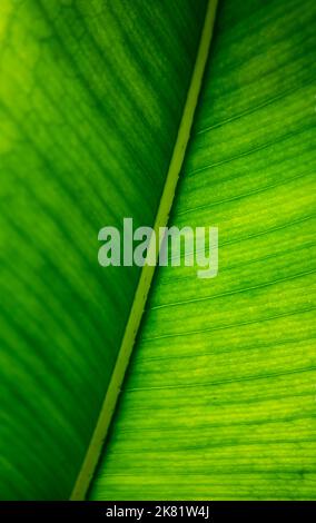 Motif feuilles de banane tropicale vert Banque D'Images