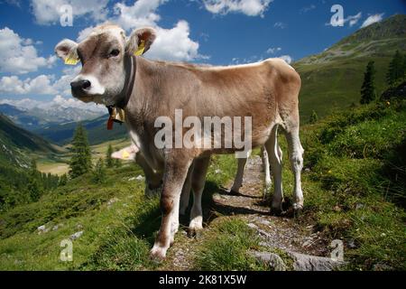 Vache suisse brune sur pâturage de montagne en Suisse Banque D'Images