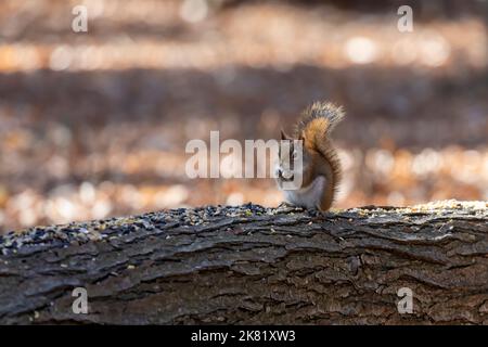 Écureuil roux d'Amérique ((Tamiasciurus hudsonicus) connu sous le nom d'écureuil de pin, écureuil roux d'Amérique du Nord et de chiche. Banque D'Images