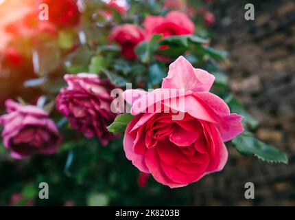 Bouquet de roses en fleurs Banque D'Images