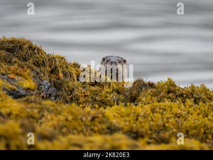 Une loutre mâle vient étudier le photographe sur les rives d'un loch écossais sur l'île de Mull Banque D'Images