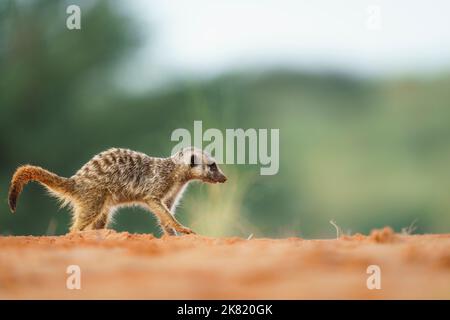 Meerkat Baby (Suricata suricata) recherche de la nourriture. Parc transfrontalier Kgalagadi, Kalahari, Afrique du Sud Banque D'Images