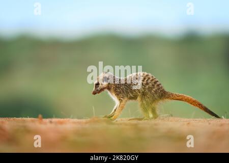 Meerkat Baby (Suricata suricata) recherche de la nourriture. Parc transfrontalier Kgalagadi, Kalahari, Afrique du Sud Banque D'Images