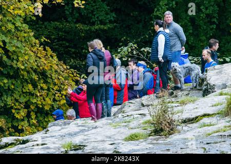 Groupe de personnes observant et photographiant le saumon sauvage de l'Atlantique (Salmo salar) qui bondisse en amont sur la rivière Ribble, Stainforth, Yorkshire Banque D'Images