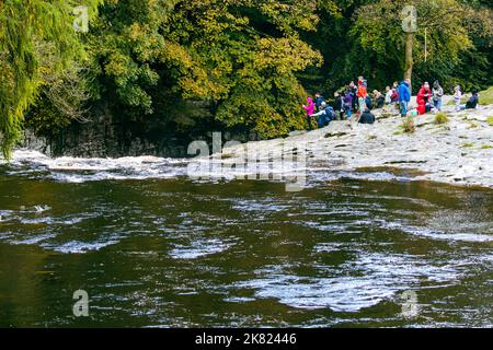 Groupe de personnes observant et photographiant le saumon sauvage de l'Atlantique (Salmo salar) qui bondisse en amont sur la rivière Ribble, Stainforth, Yorkshire Banque D'Images