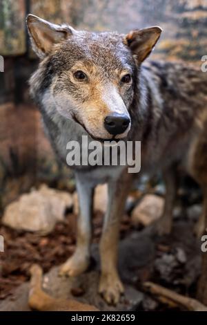 Exposition de loup gris farci dans le musée Banque D'Images