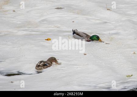 Canard colvert mâle (Anas platyrhynchos) nageant et se nourrissant dans la mousse naturelle de rivière causée par la matière organique dissoute agissant comme un s Banque D'Images