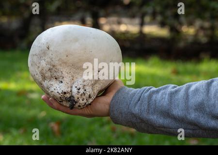 Calvatia gigantea, communément connu comme le champignon géant du macaron affiché à la main, foyer sélectif Banque D'Images