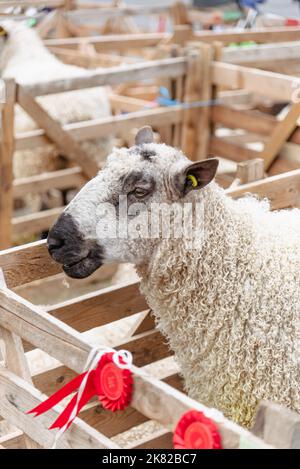 Mouton et rosette dans un stylo à un spectacle Banque D'Images