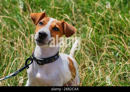 Jack russel terrier fou et souriant sur l'herbe verte Banque D'Images