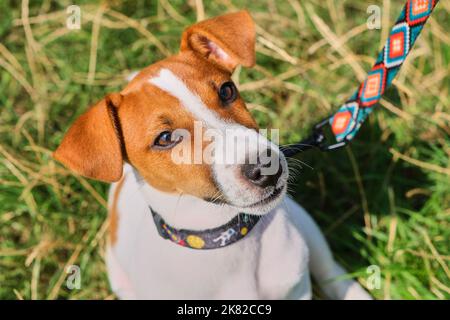 Jack russel terrier fou et souriant sur l'herbe verte Banque D'Images