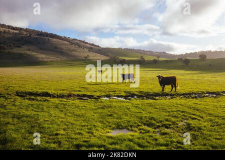 Paysage près de New Norfolk en Tasmanie Australie Banque D'Images