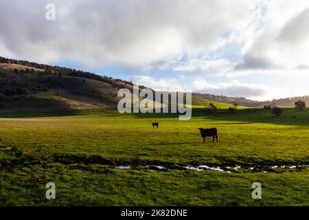 Paysage près de New Norfolk en Tasmanie Australie Banque D'Images