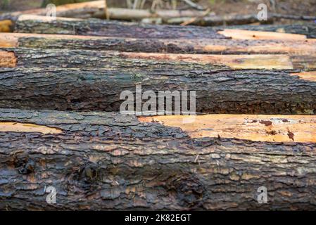 Industrie forestière au Royaume-Uni : gros plan de billes humides, coupées et empilées à l'extérieur dans les bois/forêts britanniques sous la pluie. Banque D'Images