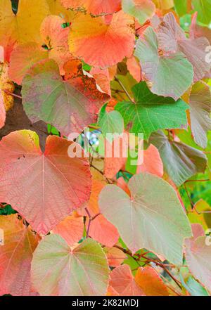 Gros plan des feuilles de Crimson Glory Vine montrant les couleurs d'automne avec un foyer sélectif (Vitis coignetiae). Botanique en Pologne. Banque D'Images