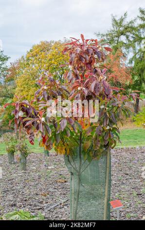 Franklinia alatamaha arbre en fleurs dans la botanique en Pologne, Europe. Gros plan, foyer sélectif. Banque D'Images