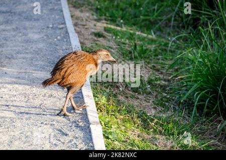 La weka, également connue sous le nom de Māori poule ou de bohen est une espèce d'oiseau sans vol de la famille des rails. Elle est endémique à la Nouvelle-Zélande. C'est le seul existant Banque D'Images